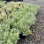 Catmint