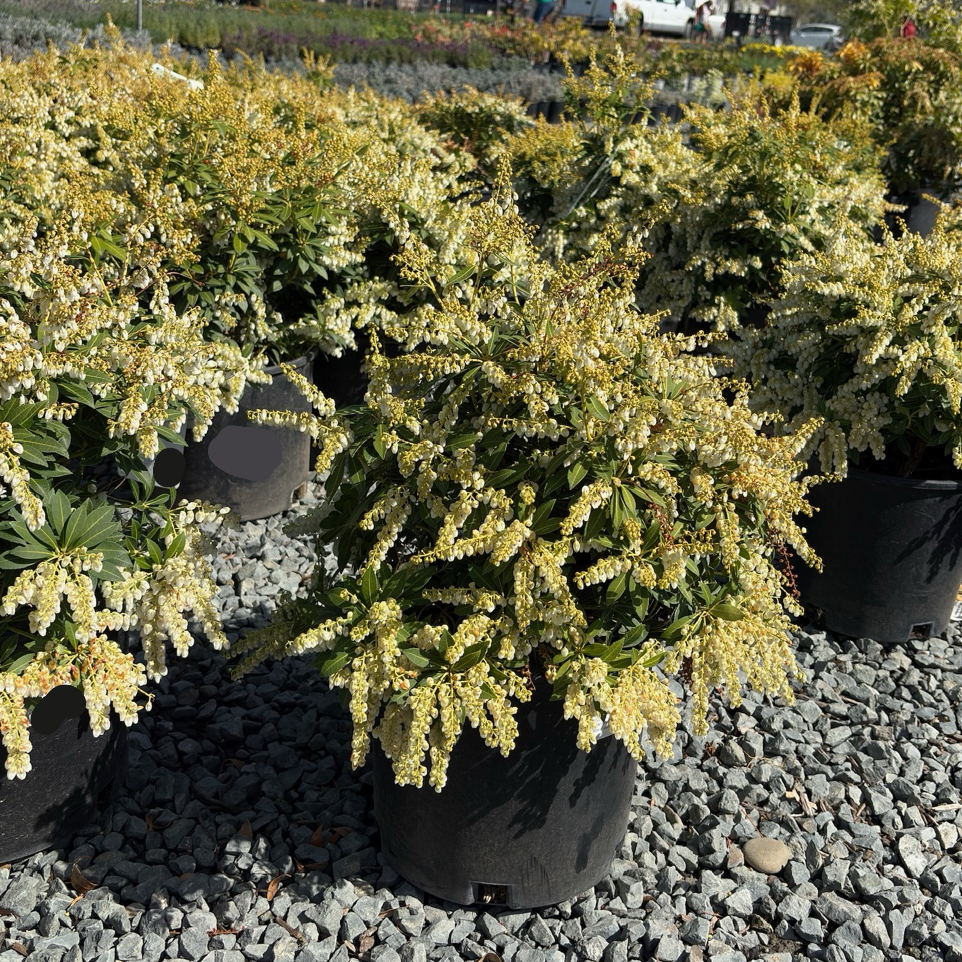 卡瓦汀马醉木| 白色铃兰花串| 矮生紧凑| 半荫常绿灌木– Victory Nursery