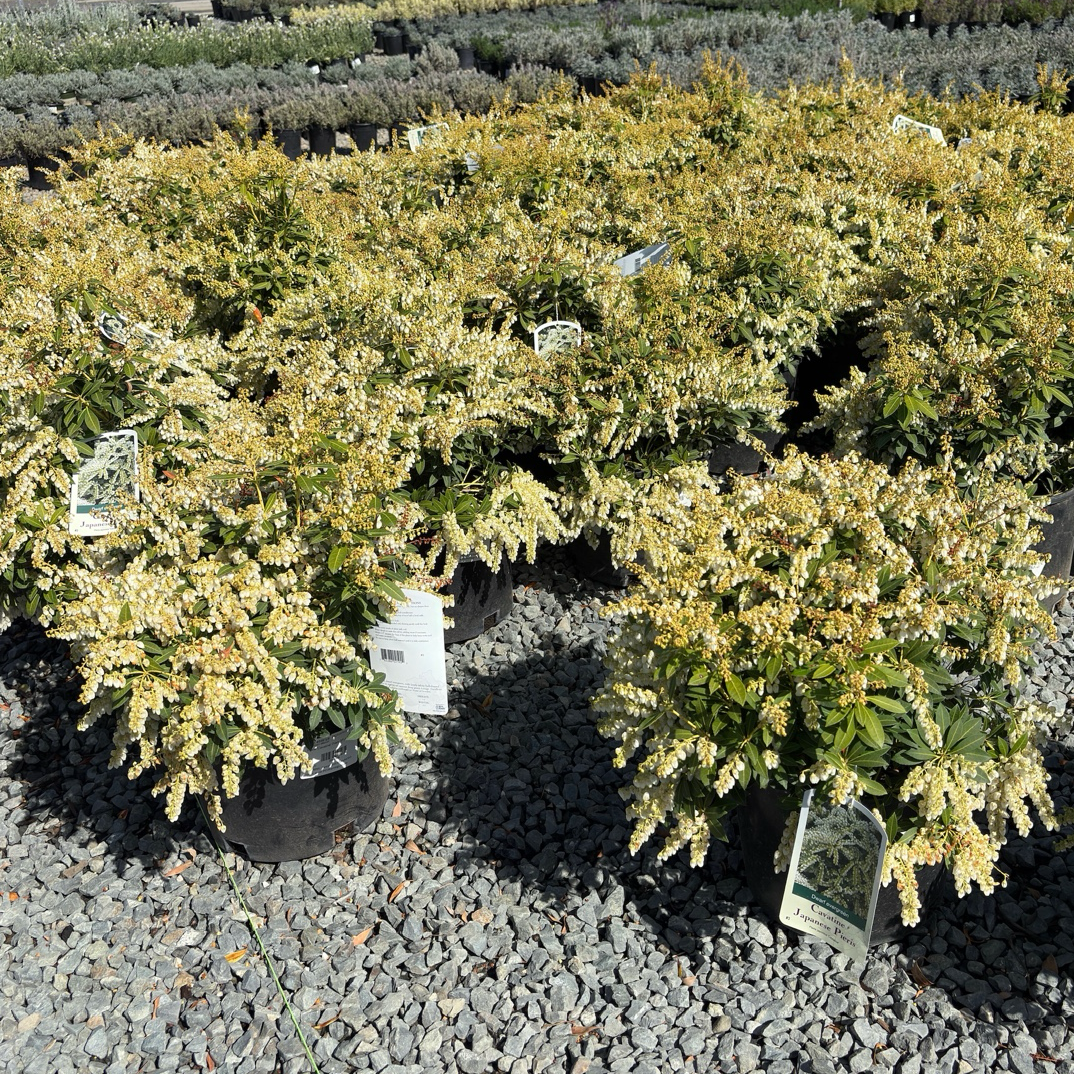 Cavatine Japanese Andromeda