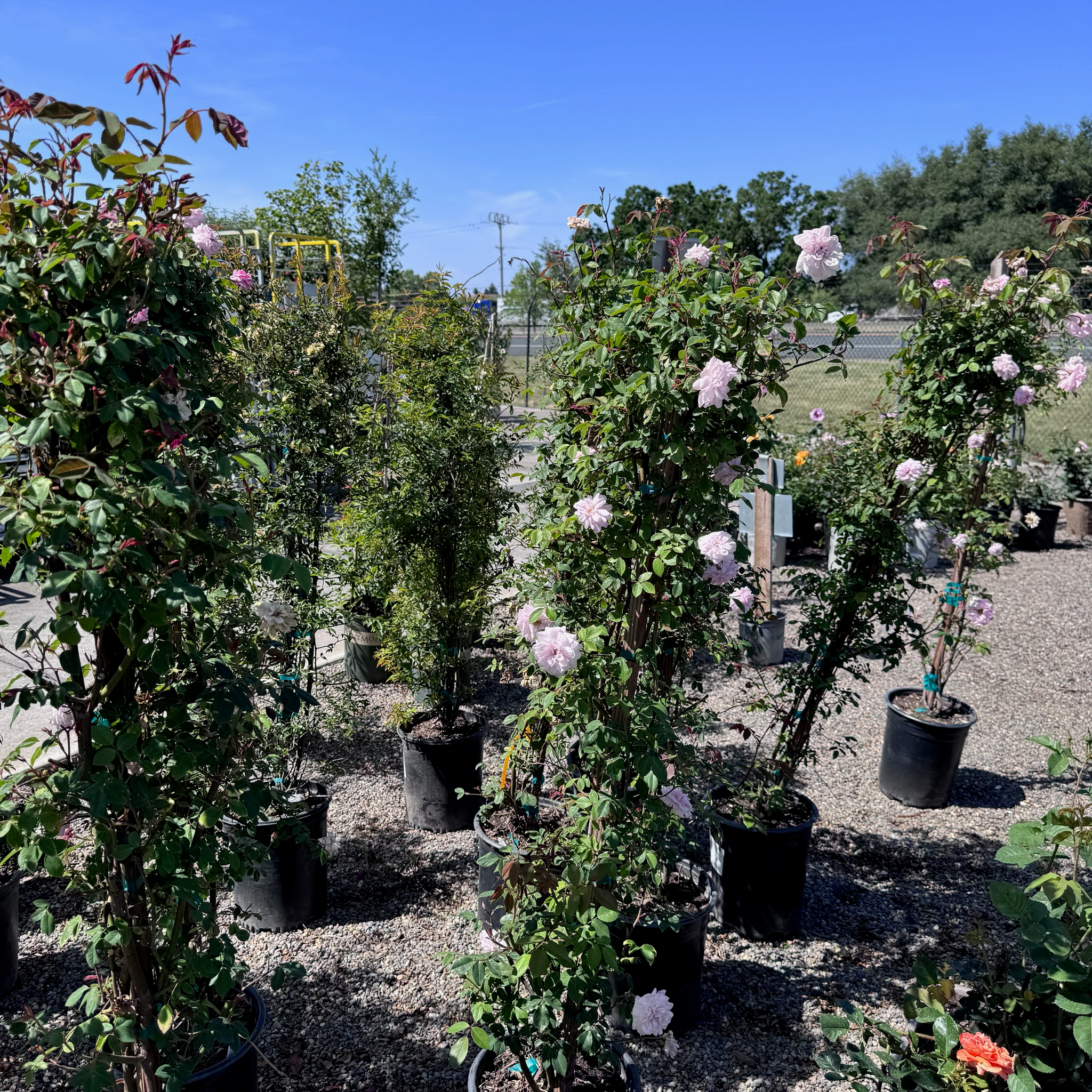 Cecile Brunner Climbing Rose