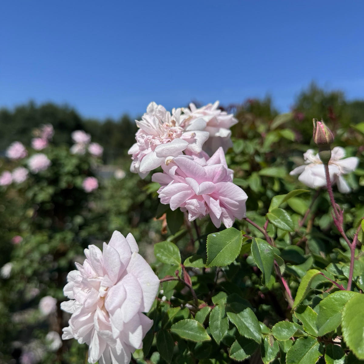 Cecile Brunner Climbing Rose