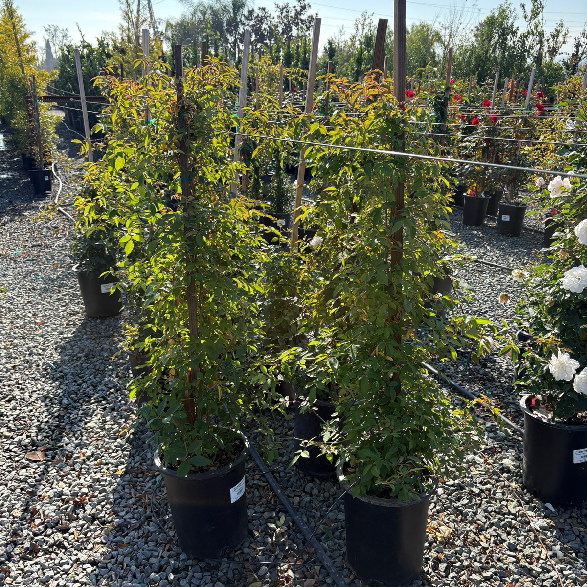 Cecile Brunner Climbing Rose