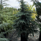 Cedar Deodar