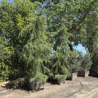 Cedar Deodar