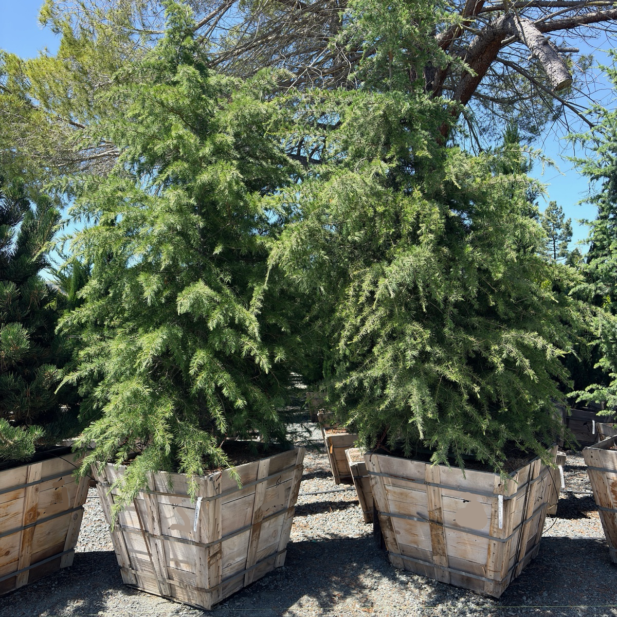 Cedar Deodar