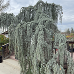 Cedrus atlantica 'Glauca pendula'