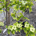 Celestial Shadow Dogwood