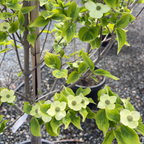 Celestial Shadow Dogwood