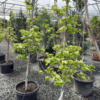 Celestial Shadow Dogwood