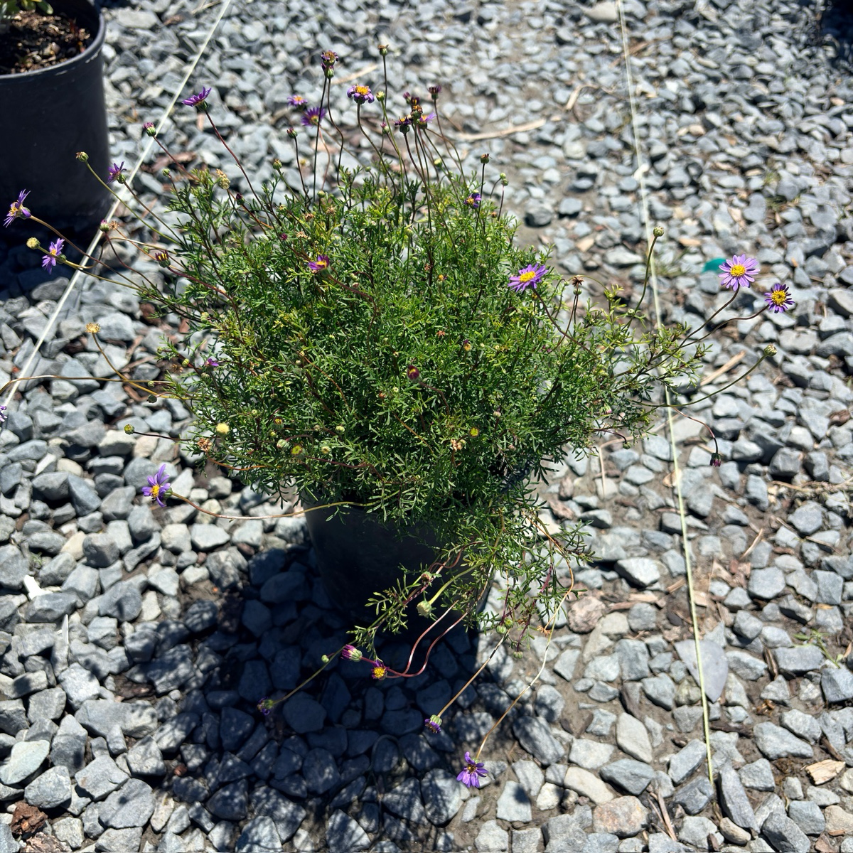 Centaurea gymnocarpa