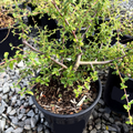 Centennial California Lilac