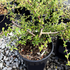 Centennial California Lilac