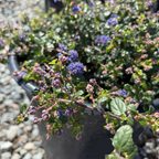 Centennial California Lilac