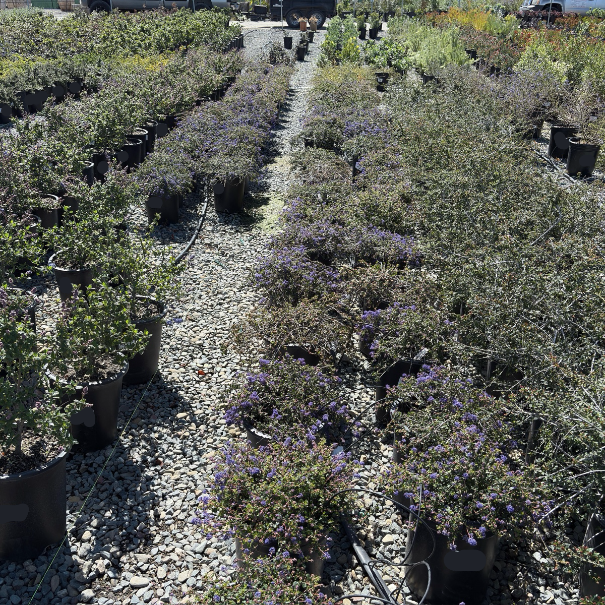 Centennial California Lilac