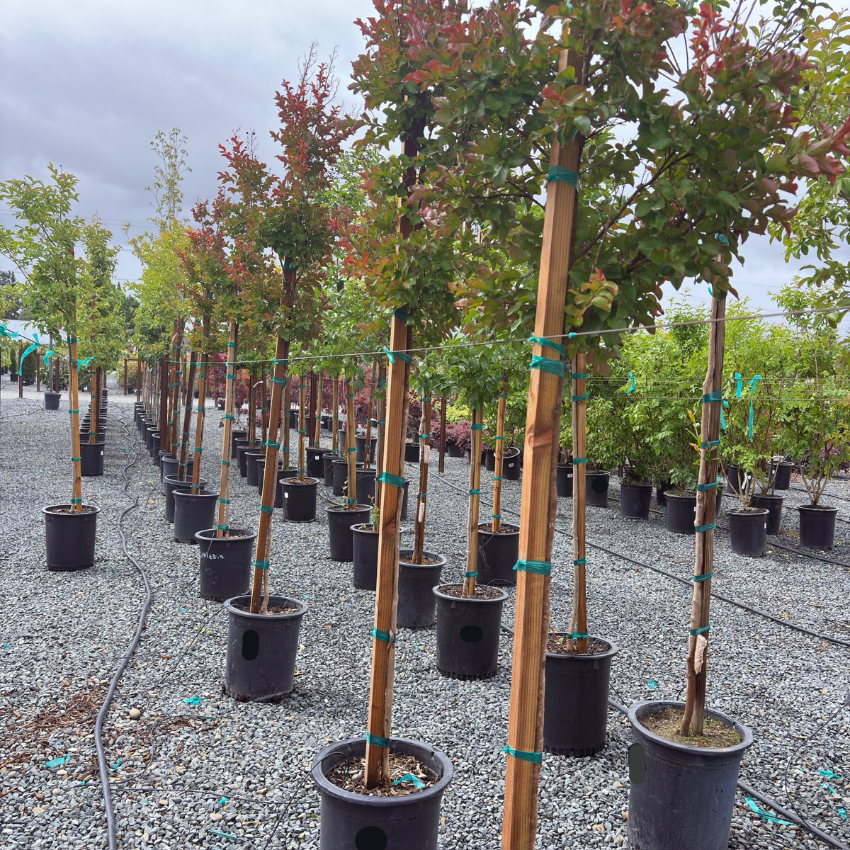 Centennial Spirit Crape Myrtle