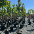 Centennial Spirit Crape Myrtle