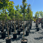 Centennial Spirit Crape Myrtle