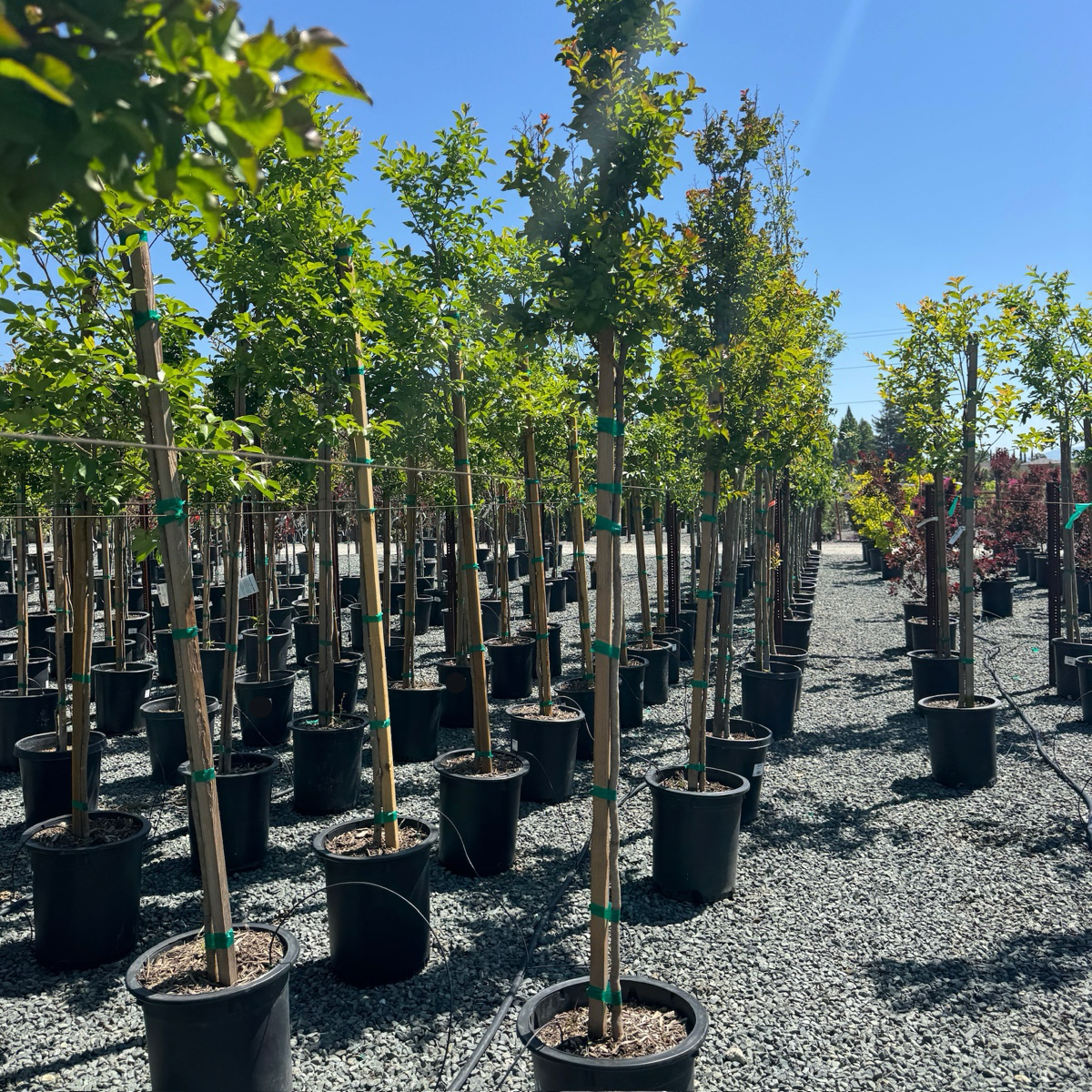 Centennial Spirit Crape Myrtle