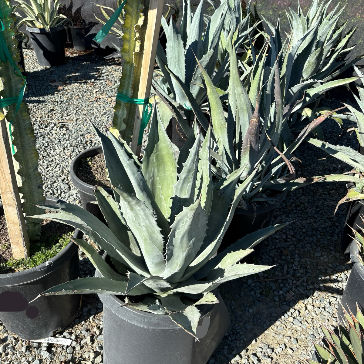 Century Plant