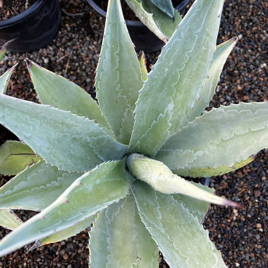 Century Plant