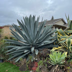 Century Plant