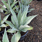 Century Plant