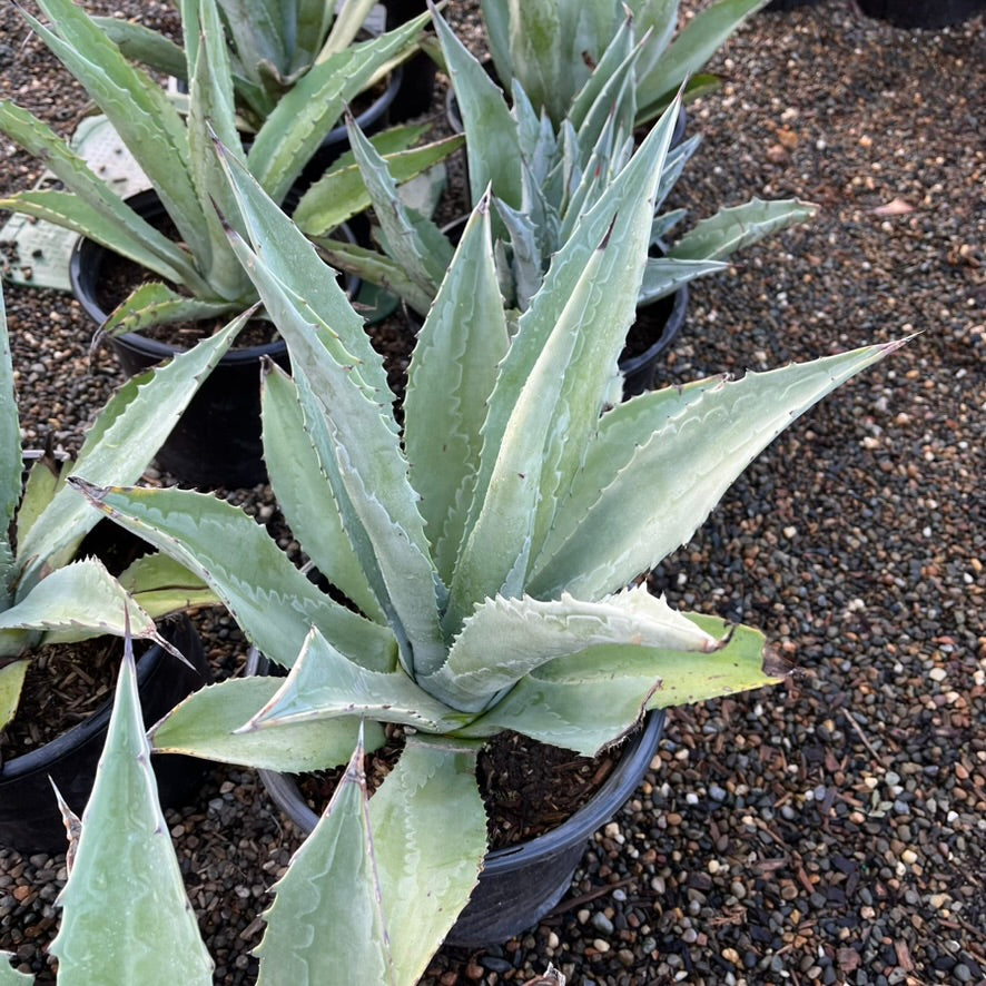 Century Plant
