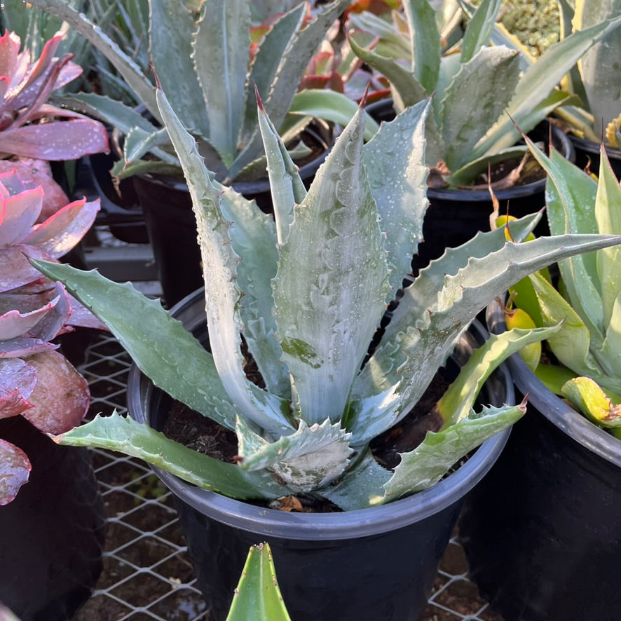 Century Plant