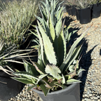 Century Plant