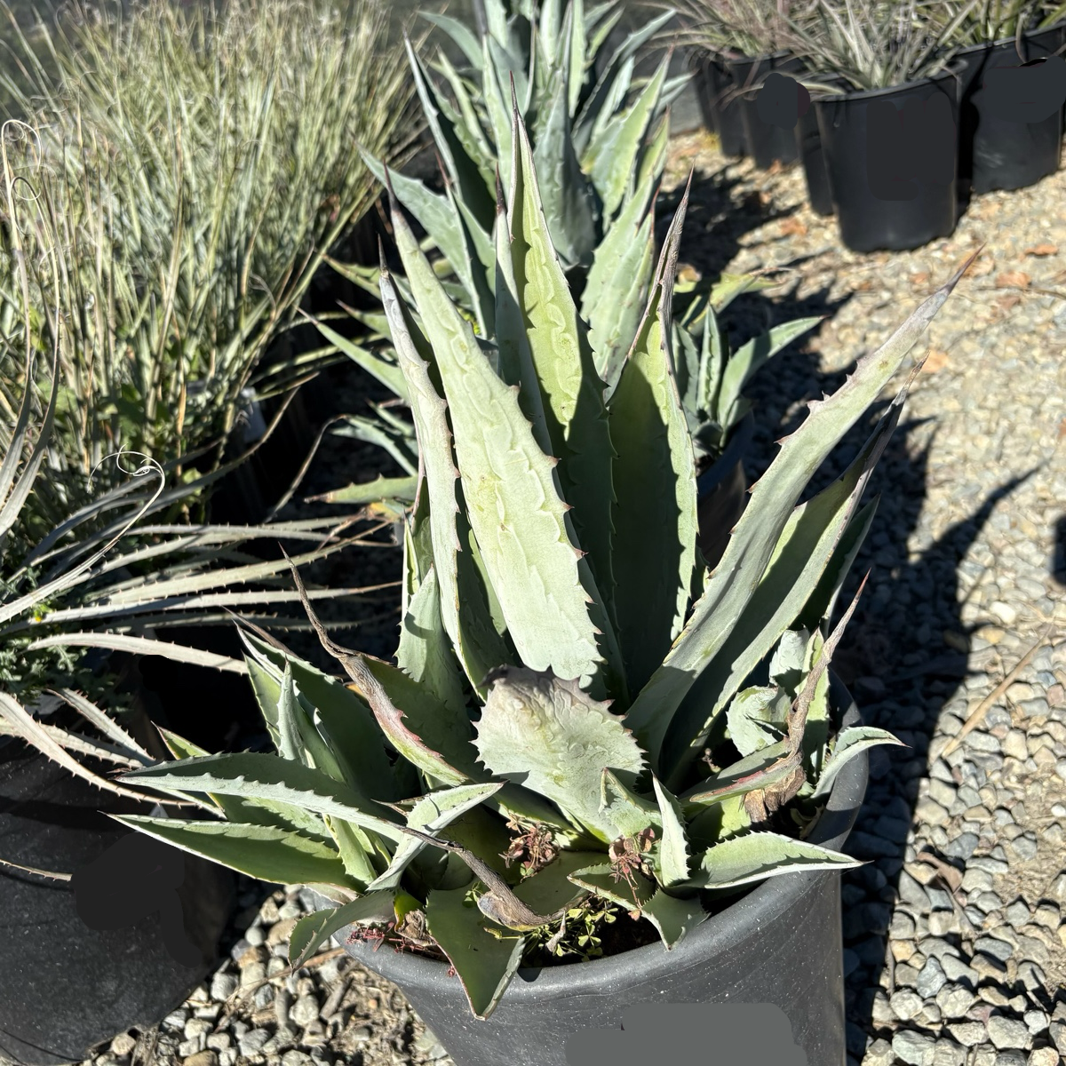 Century Plant