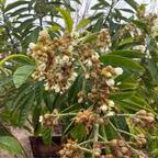 Flowering Champagne Loquat with green leaves and white flowers in a natural setting
