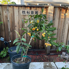 Potted Champagne Loquat plant with fruits in a garden setting against a wooden fence.