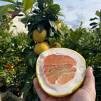 Chandler Pomelo