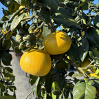 Chandler Pomelo