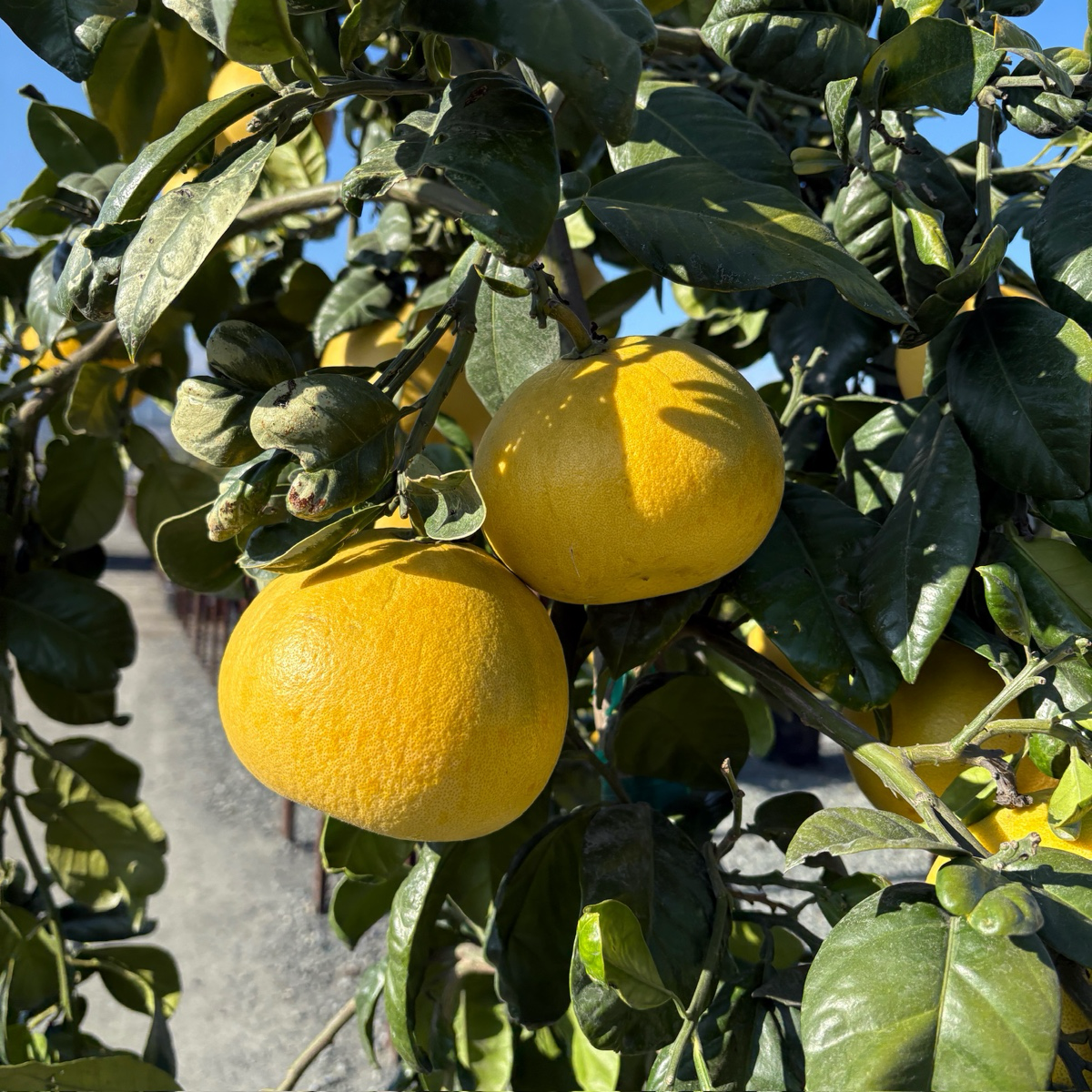 Chandler Pomelo