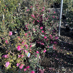 Chansonette Camellia