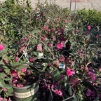 Chansonette Camellia