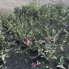 Chansonette Camellia