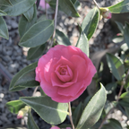 Chansonette Camellia
