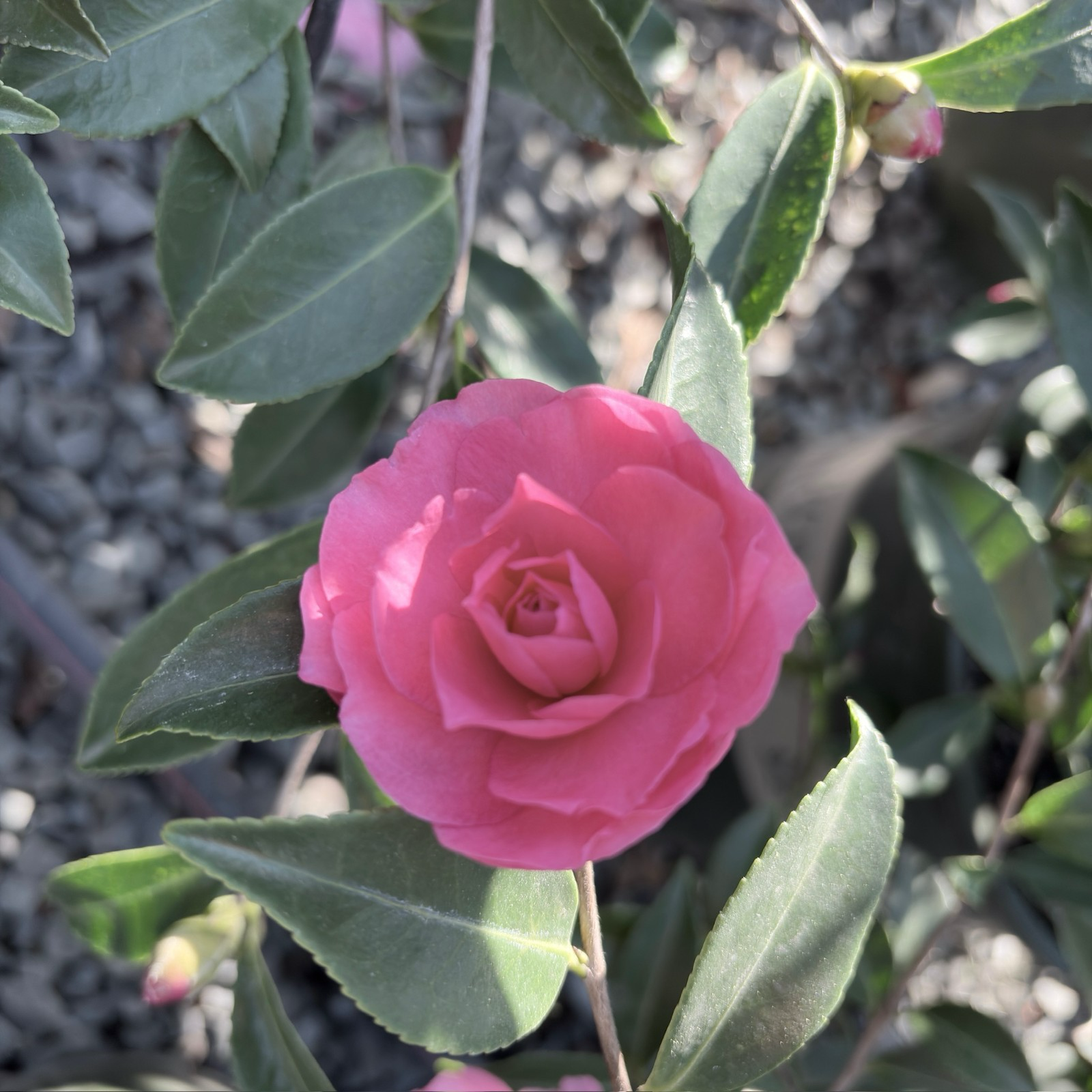 Chansonette Camellia