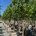 Chanticleer Callery Pear