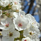 Chanticleer Callery Pear
