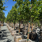 Chanticleer Callery Pear