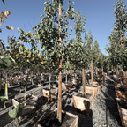 Chanticleer Callery Pear