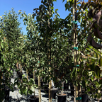 Chanticleer Callery Pear