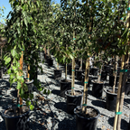 Chanticleer Callery Pear
