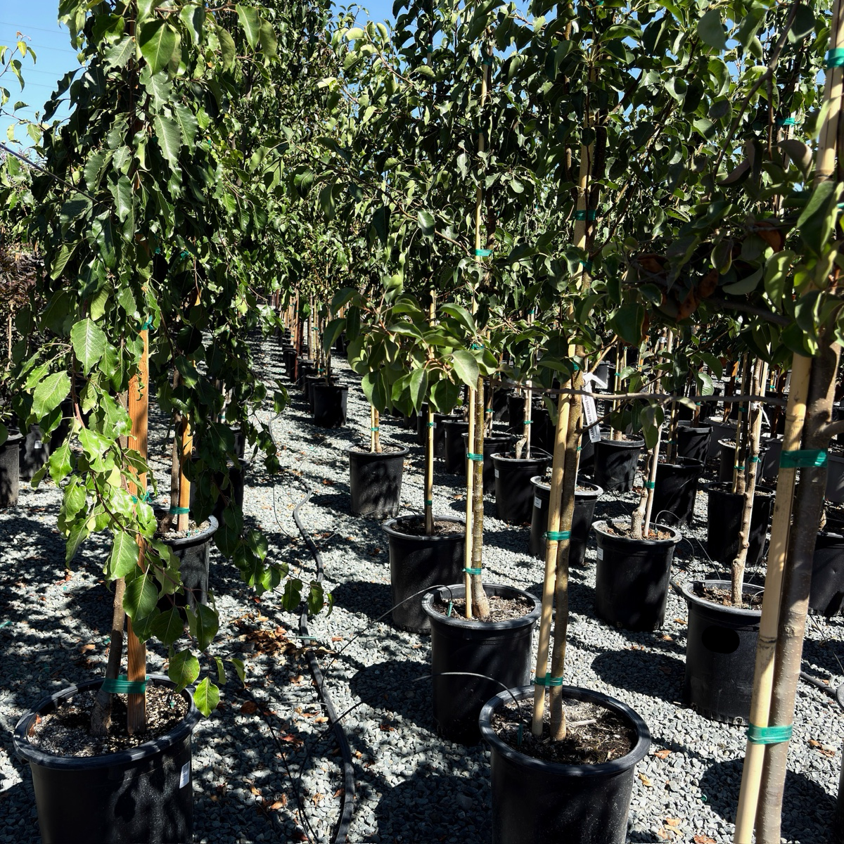 Chanticleer Callery Pear