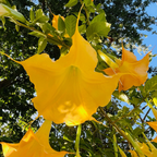 Charles Grimaldi Angel's Trumpet