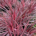 Charlie Boy Cordyline