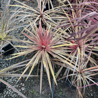 Charlie Boy Cordyline